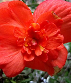 11/4 Begonia Blossom In Rosemary