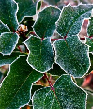 11/14 Holly Leaves Rimmed with Frost