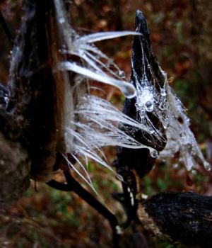 11/15 Wet Milkweed Seeds