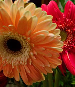 11/16 Birthday Flowers