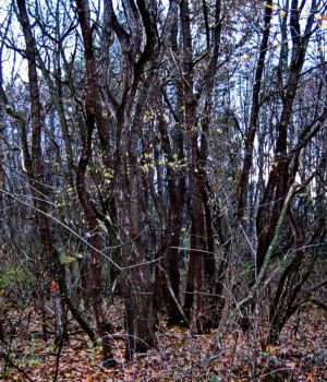 11/19 Mixed Grove Trees