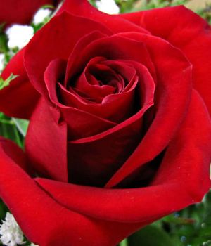 11/21 Rose From a Bouquet