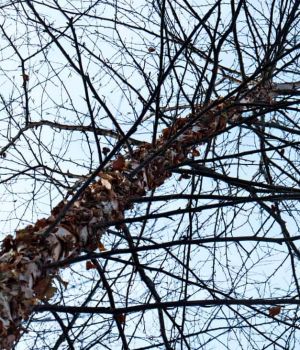 11/23 Shaggy Bark Birch