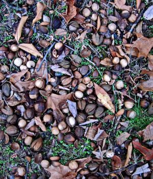 11/25 Plethora of Butternuts & Acorns This Year