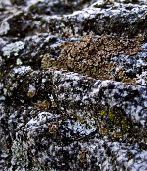 11/26 Rocks with Lichens