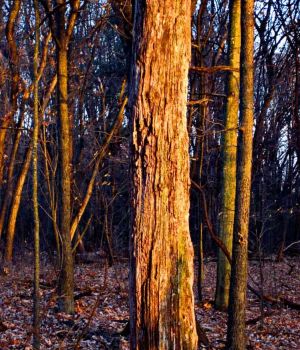 12/3 Rotten Tree Still Standing