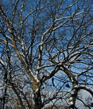 12/14 After The Snow Storm Yesterday