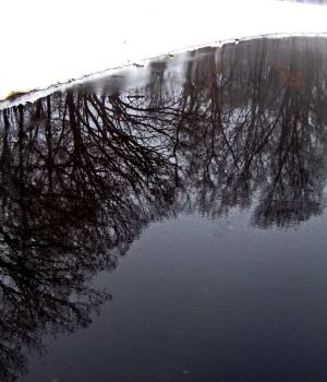 1/10 Tree Reflections in Wet Pavement