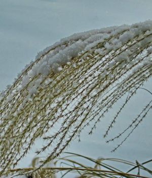 1/15 Pampas Grass Flower Head