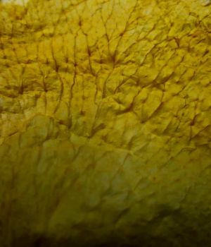 1/19 Dying Rose Petal --macro