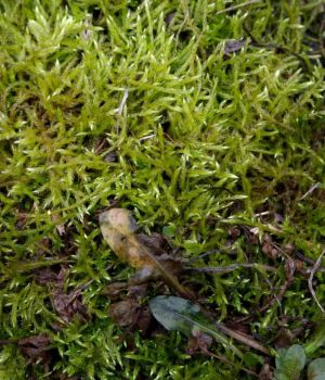 2/21 Moss Was Growing Under Snow