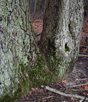 2/22 Green Moss and Lichens