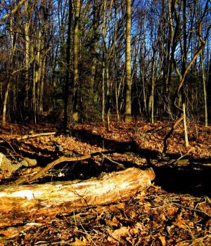 2/25 Warm Day Warm Afternoon