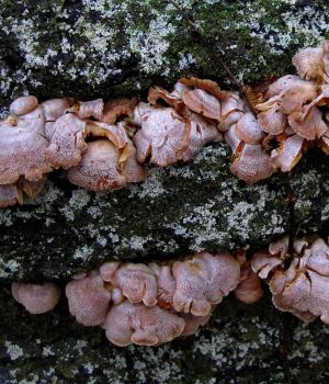 3/1 Hydrated Shelf Fungi