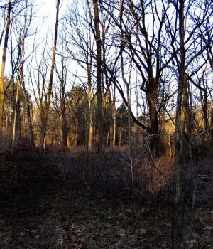 3/4 Morning Sunlight Creeping Down to Forest Floor