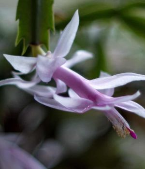 3/10 Christmas Cactus Blooming Again