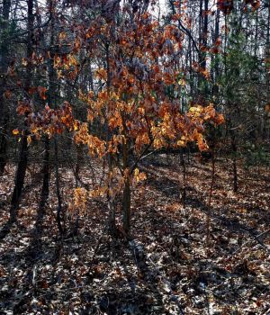 3/14 Old Leaves Glowing In Sun