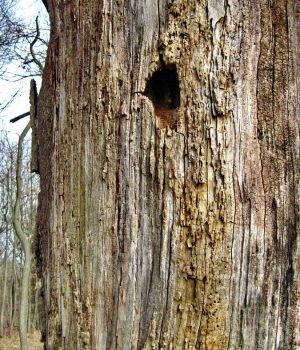 3/19 Woodpecker Hole