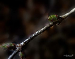 4/11 Green Buds Showing Finally