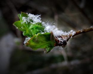 4/16 Snow Buds