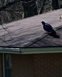 4/19 Vulture on House Across Street