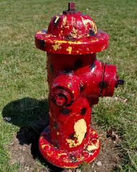 4/22 Fire Hydrant In Dog Park