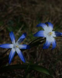 4/23 Star Grass of Some Variety
