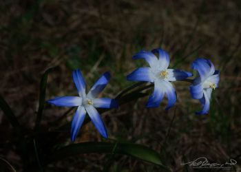 4/23 Star Grass of Some Variety