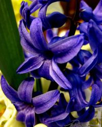 4/29 Hyacinths Blooming Now