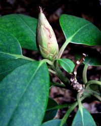 5/2 Rhododendron Buds