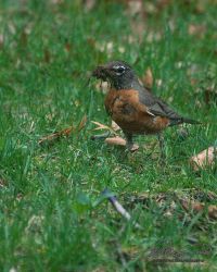 5/3 Nest Building is Such A Messy Job
