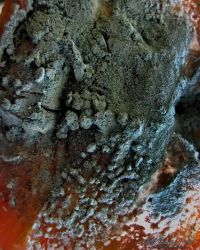 5/5 Mold on a Rotting Apple