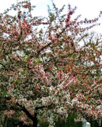 5/9 Ornamental Trees Starting to Bloom