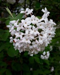 5/13 Viburnum Blooms