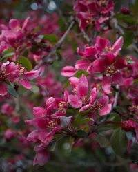 5/14 Ornamental Crab Apple Blossoms