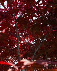 5/16 Japanese Maple Tree