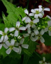 5/21 Garlic Mustard