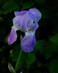5/23 Blue Iris
