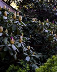 5/24 Rhododendron Just Opening