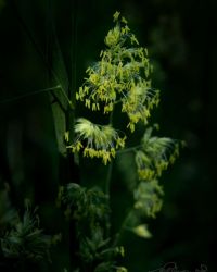 5/28 Orchardgrass In Bloom