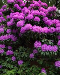 5/29 Rhododendron in Full Bloom