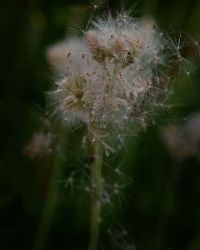5/30 Hawkweed Seeding