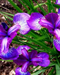 6/2 French Irises