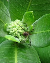 6/3 Daddy Long-Legs Hiding on Milkweed Plant