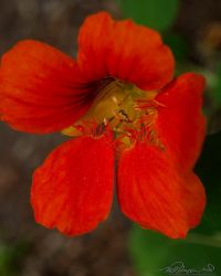6/6 Nasturtium Finally Blooming