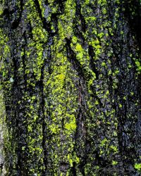 6/10 Lichen In The Rain