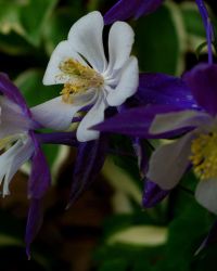6/12 Purple and White Columbine