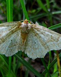 6/17 White Sulfur Skipper