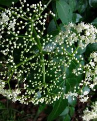 6/22 Elderberry Flowers