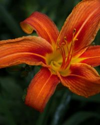 6/23 Deer Desert - Daylily